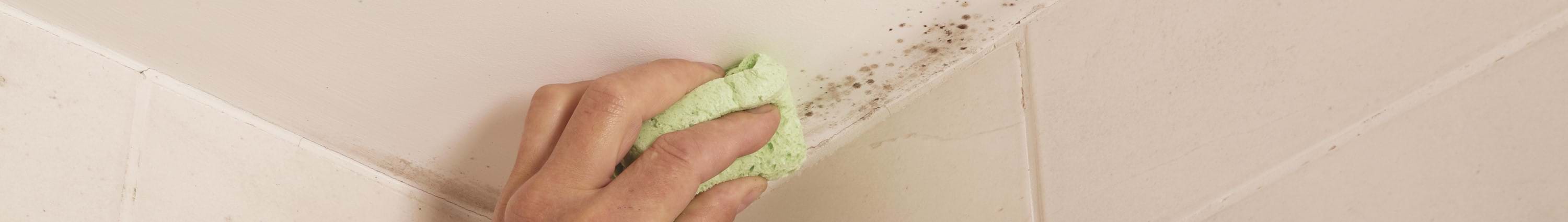 treat and prevent mould.jpg